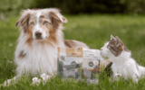Wildes Land: Pure, Honest Nutrition for Pets Who Deserve the Very Best