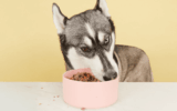 Psibufet.pl: Because Your Dog Deserves Better Than Kibble Dust
