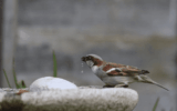 Garden Wildlife Direct: Bringing Nature to Your Backyard