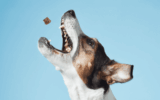 John Dog: Elevating Canine Nutrition and Care with Premium Products