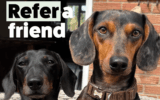 Itch Pet: Premium Pet Care Solutions Tailored for Your Furry Friends