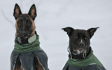 PetenKoiratarvike.com – Where Pet Happiness Begins