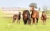 Pferdefutter: Elevating Equine Nutrition to New Heights