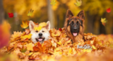 Bauzaar: Revolutionizing Pet Care with Quality, Innovation, and Compassion