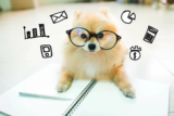 ConTe Cane e Gatto Pet Insurance: Tailored Protection Plans for Your Furry Friends