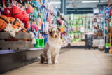 Explore Petenkoiratarvike: Your Ultimate Finnish Pet Supply Store
