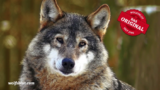 Unleashing Excellence: Den omfattende guide til Wolfsbluts filosofi og premium hundefodersortiment